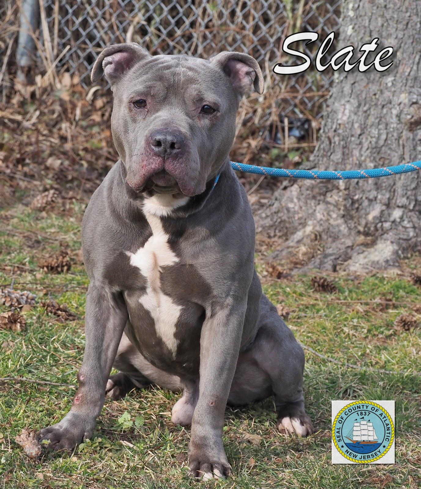 Enlarge Slate, a ADOPTABLE mixed breed in Pleasantville, NJ image 1/1