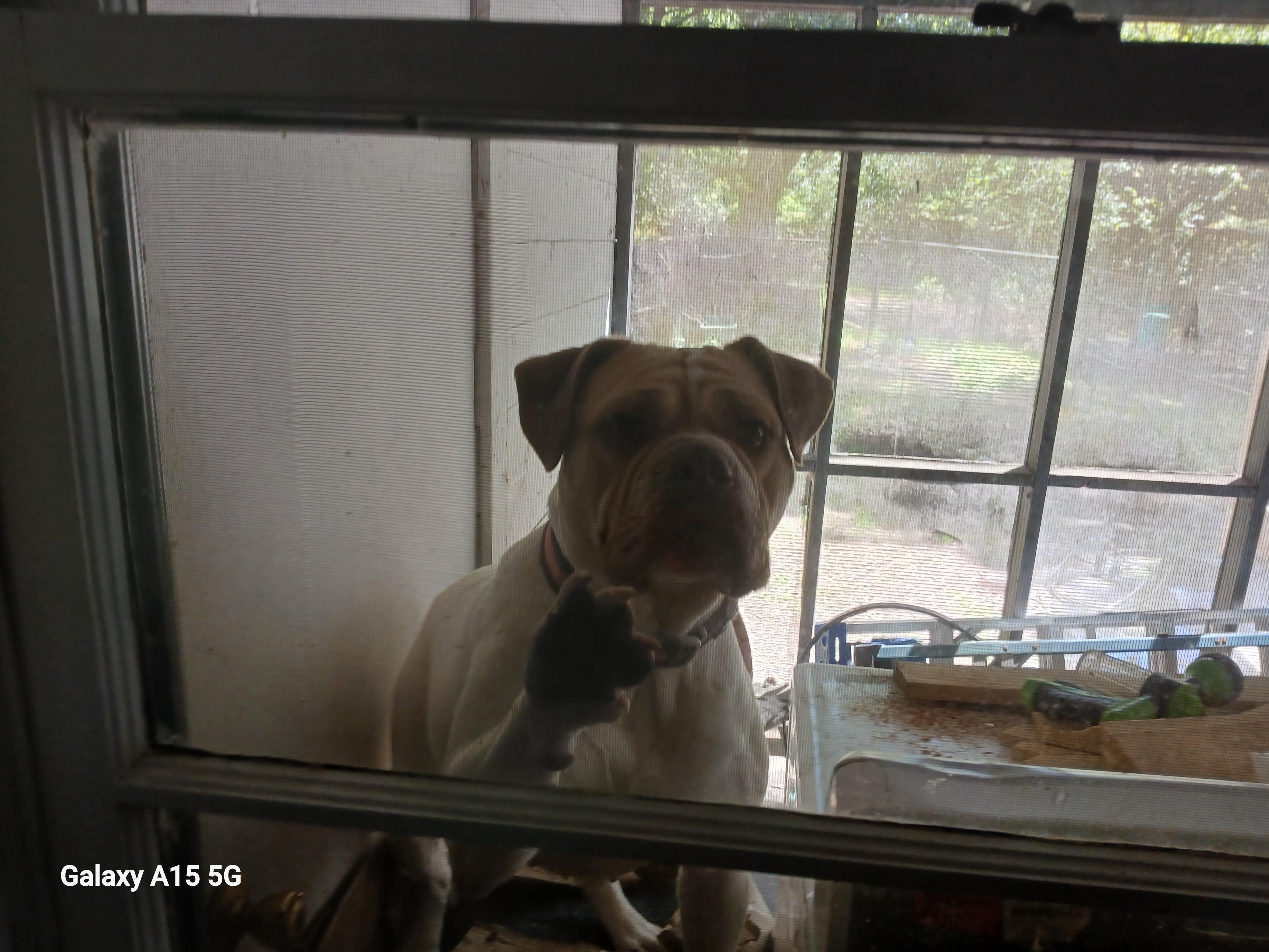 Lola, a Adoptable Mixed Breed in Centerville, GA image 2/6