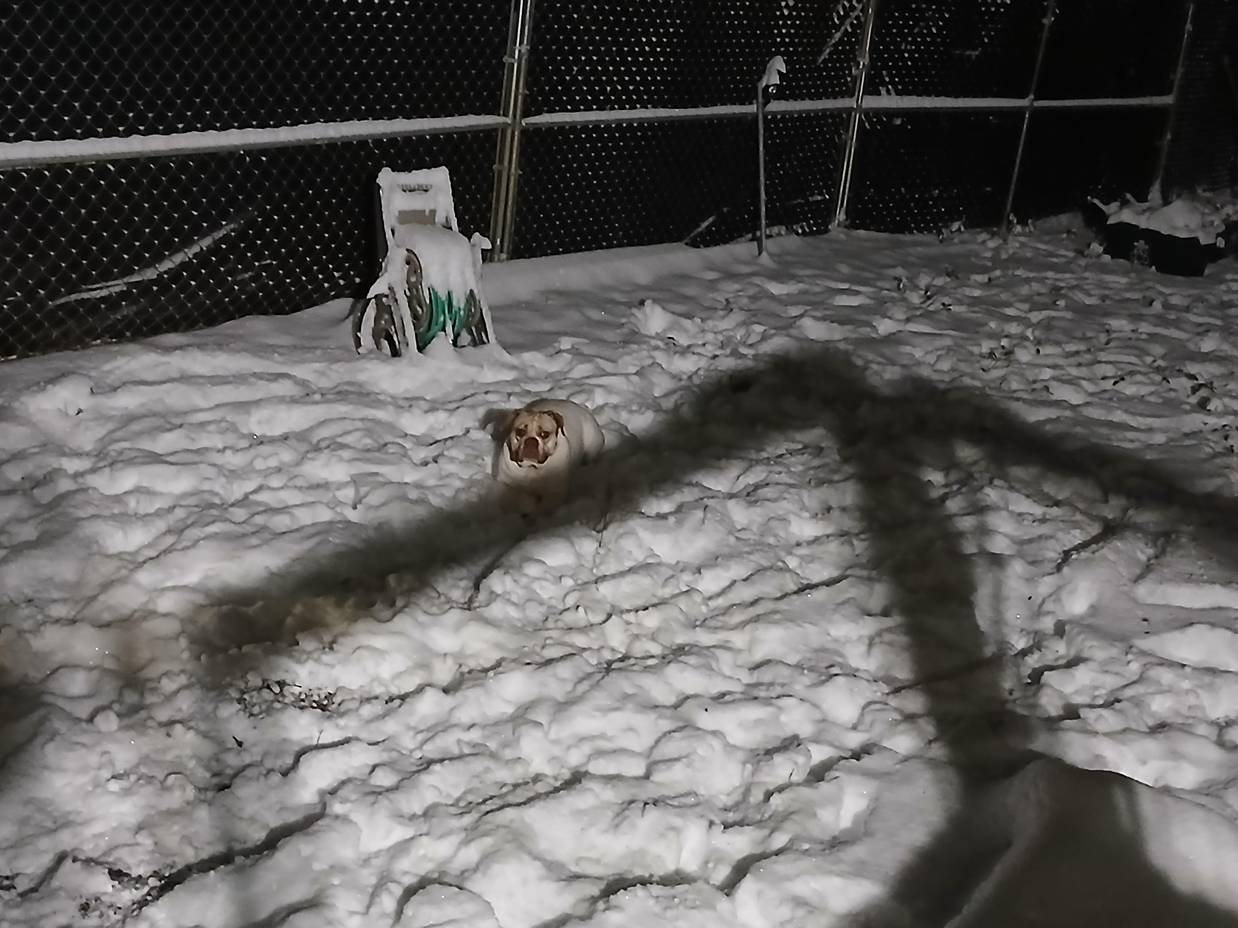 Lola, a Adoptable Mixed Breed in Centerville, GA image 3/6