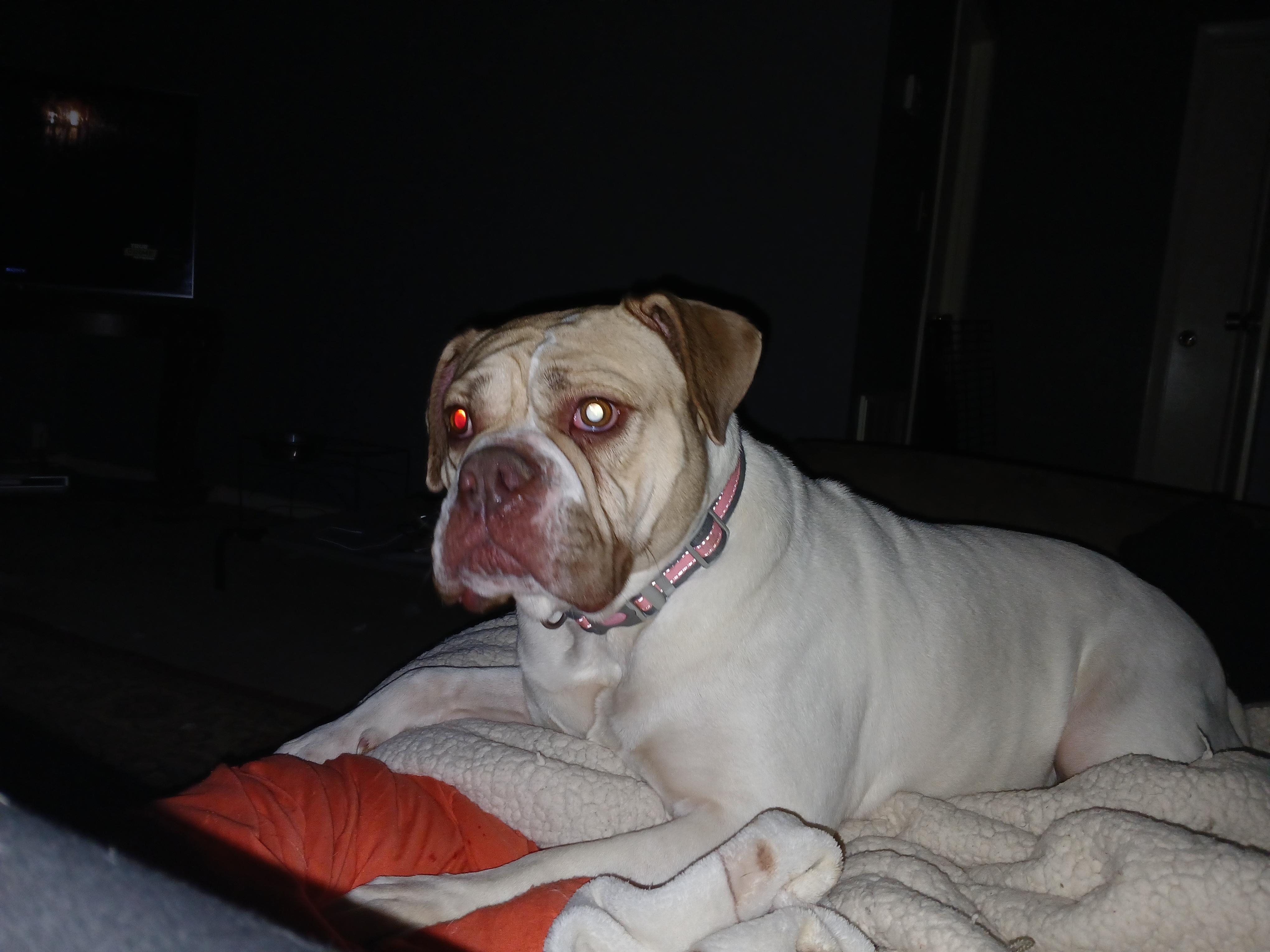 Lola, a Adoptable Mixed Breed in Centerville, GA image 4/6