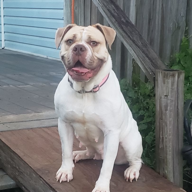 Lola, Adoptable, Adult Female Mixed Breed.