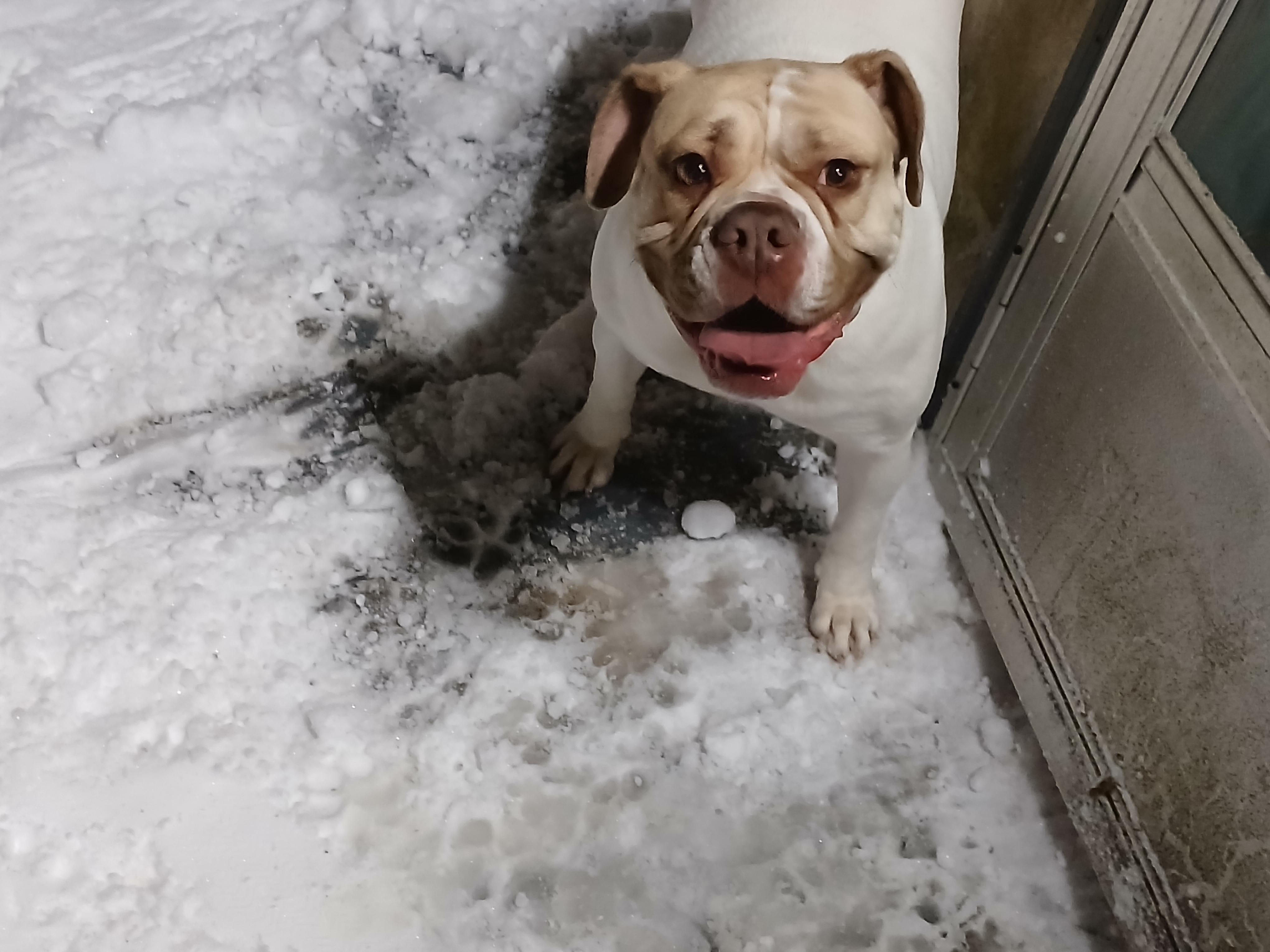 Lola, a Adoptable Mixed Breed in Centerville, GA image 5/6