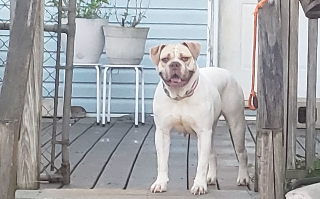 Lola, a Adoptable Mixed Breed in Centerville, GA image 6/6