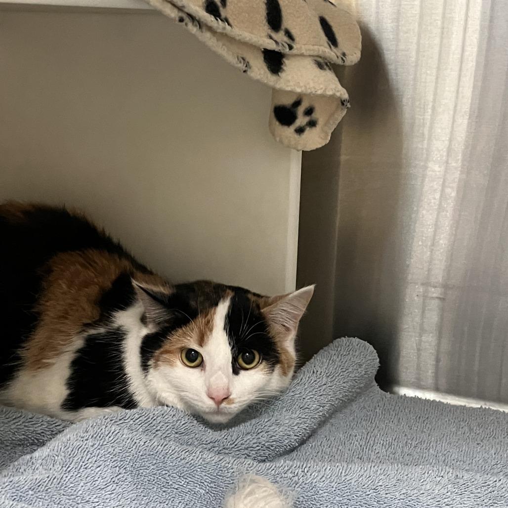 Margaret, Adoptable, Young Female Domestic Short Hair.