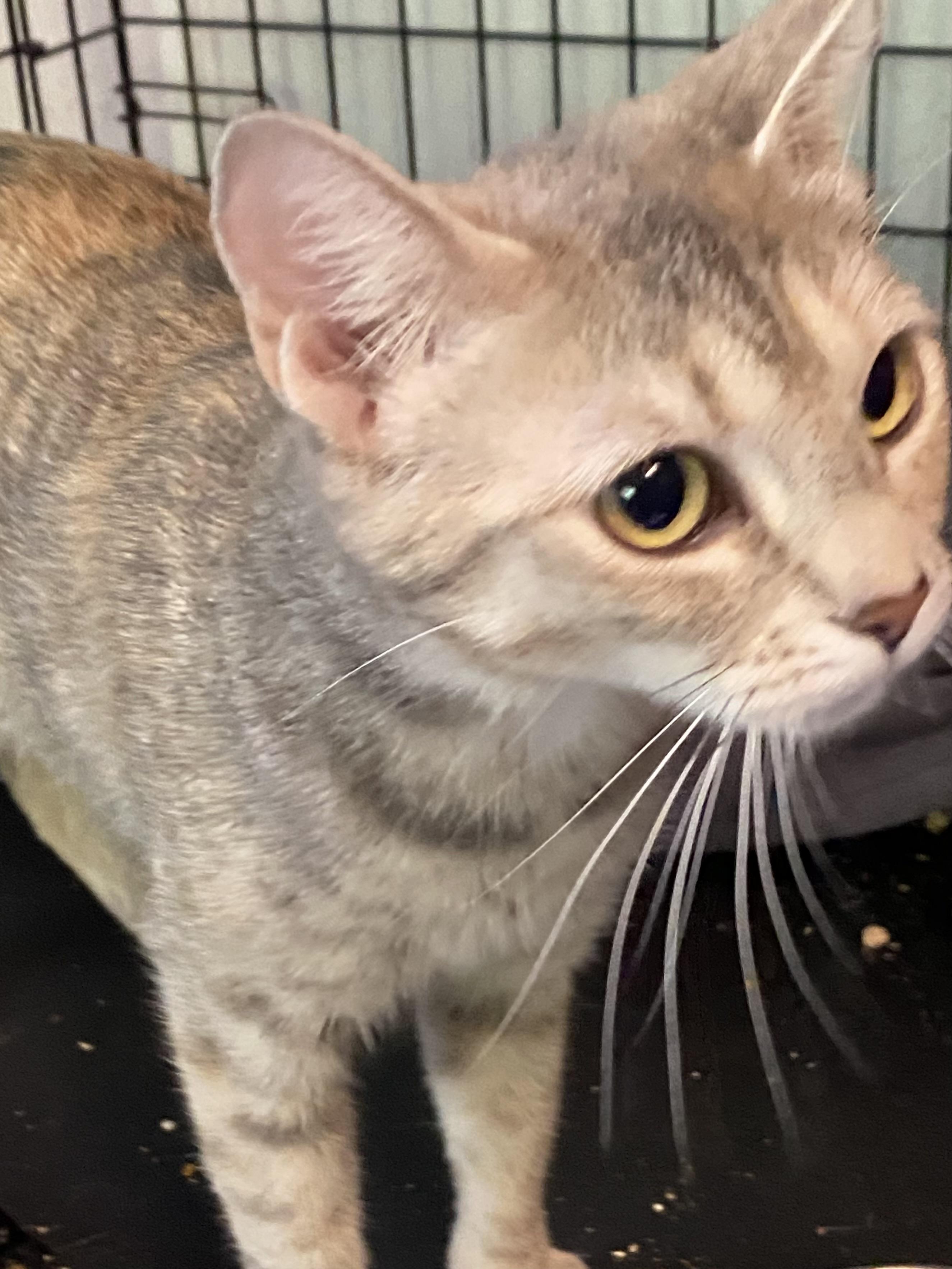 Enlarge Sea Breeze, a Adoptable mixed breed in Stanwood, WA image 2/2