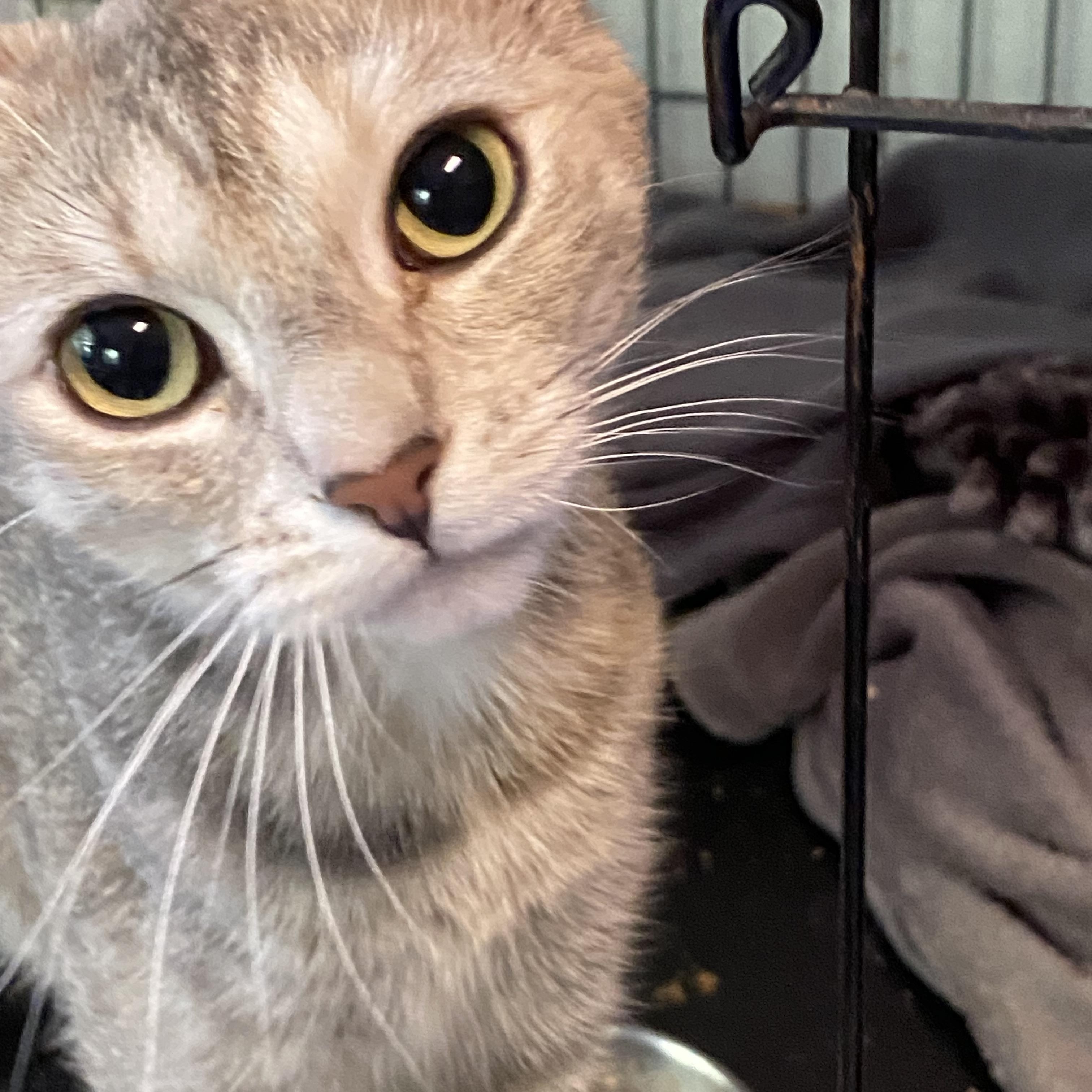 Enlarge Sea Breeze, a Adoptable mixed breed in Stanwood, WA image 1/2