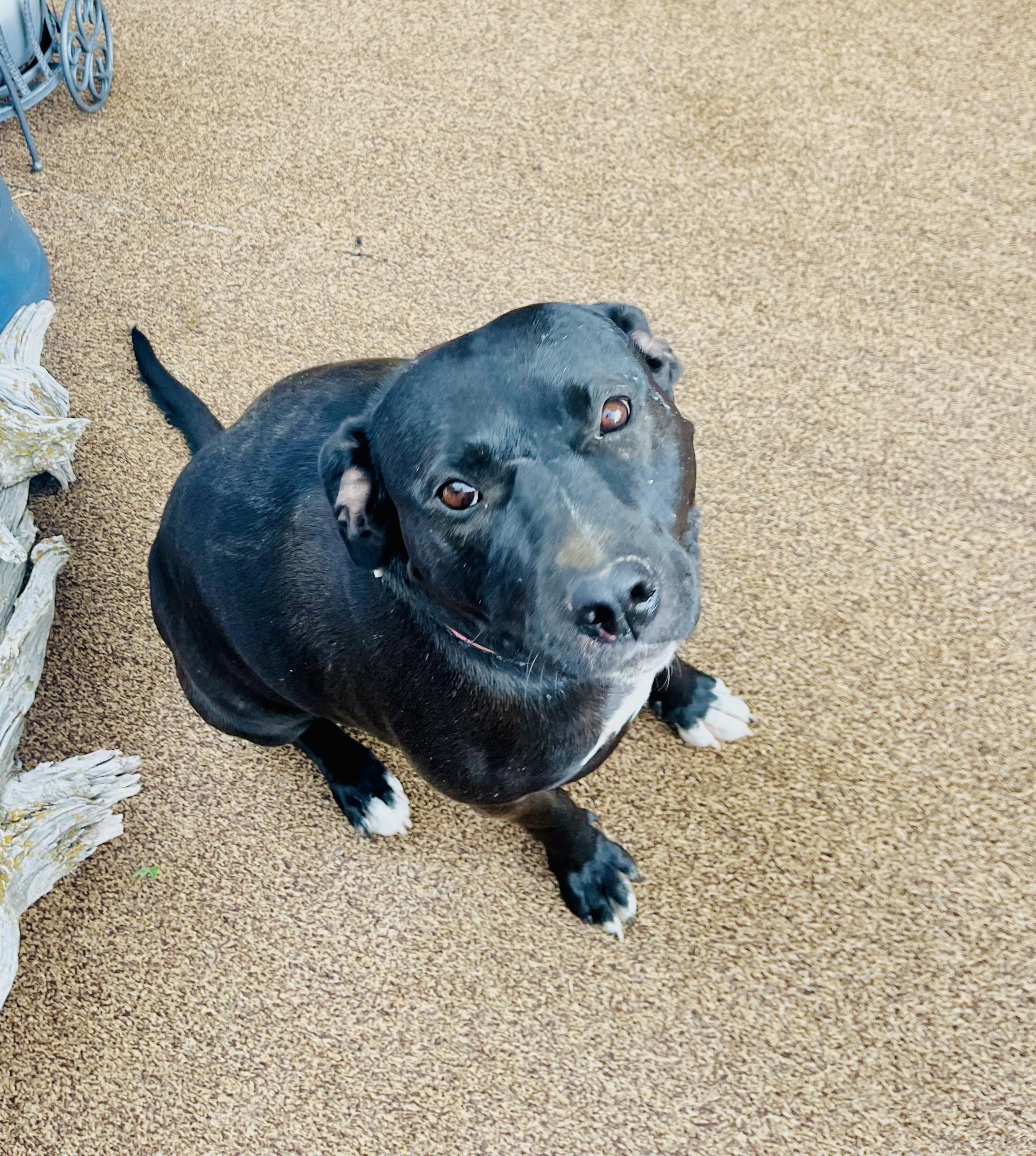 SWEETIE, a ADOPTABLE mixed breed in Dubois, WY image 4/4