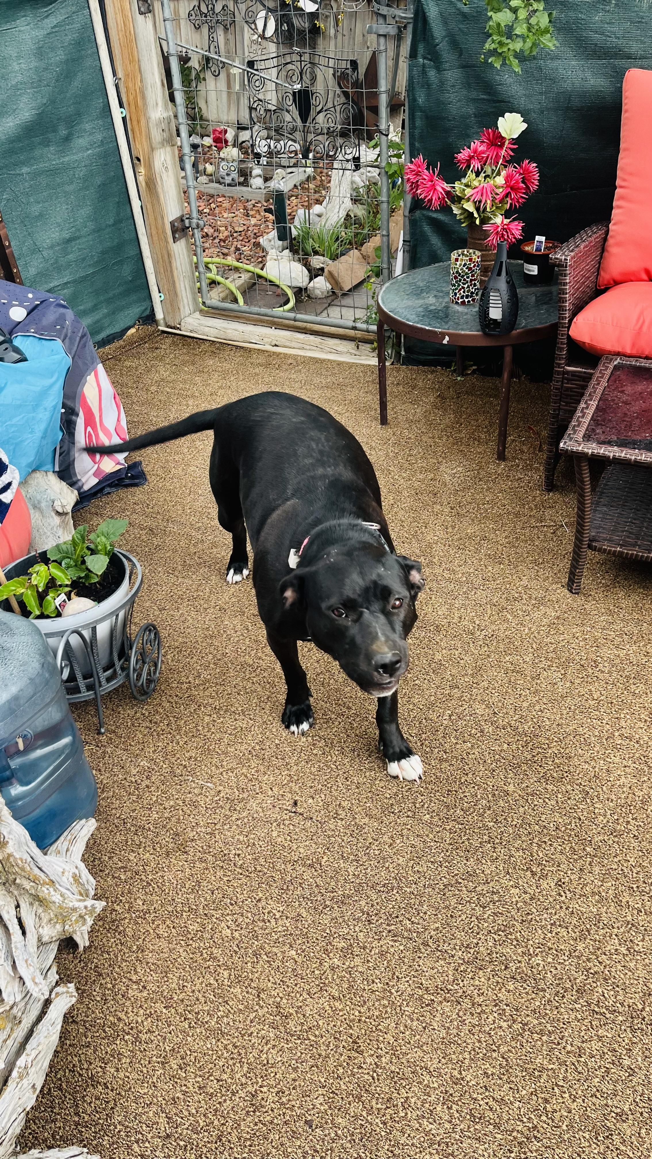 SWEETIE, a ADOPTABLE mixed breed in Dubois, WY image 2/4