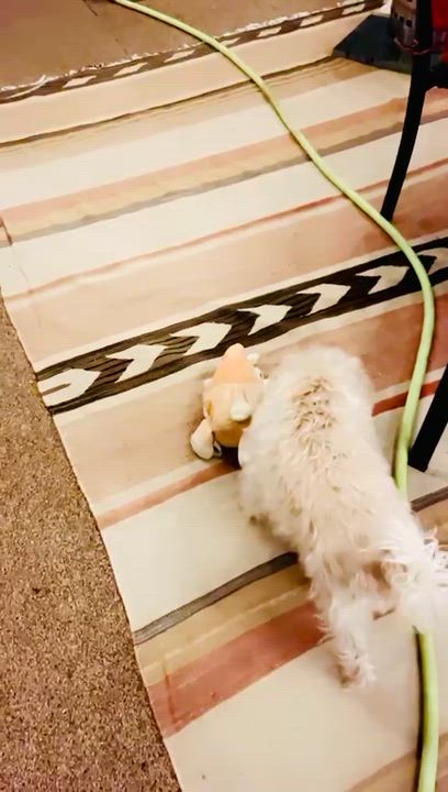 Enlarge SWEETIE, a ADOPTABLE mixed breed in Dubois, WY video 3/4