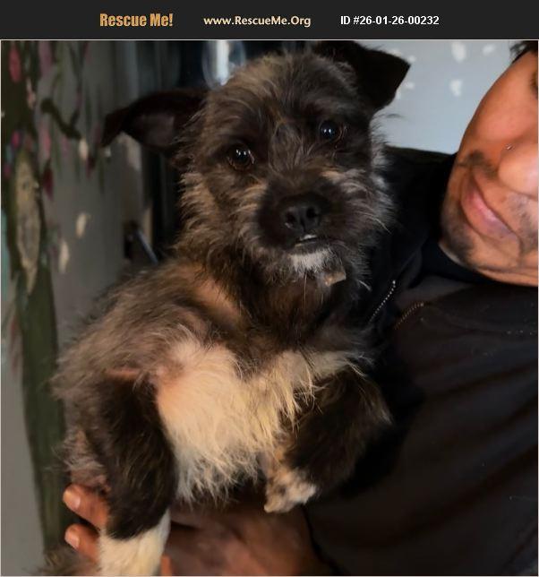 Travis, ADOPTABLE, Young Male Affenpinscher & Border Terrier.