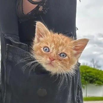 Johnny Cash, ADOPTABLE, Kitten Male Domestic Short Hair.