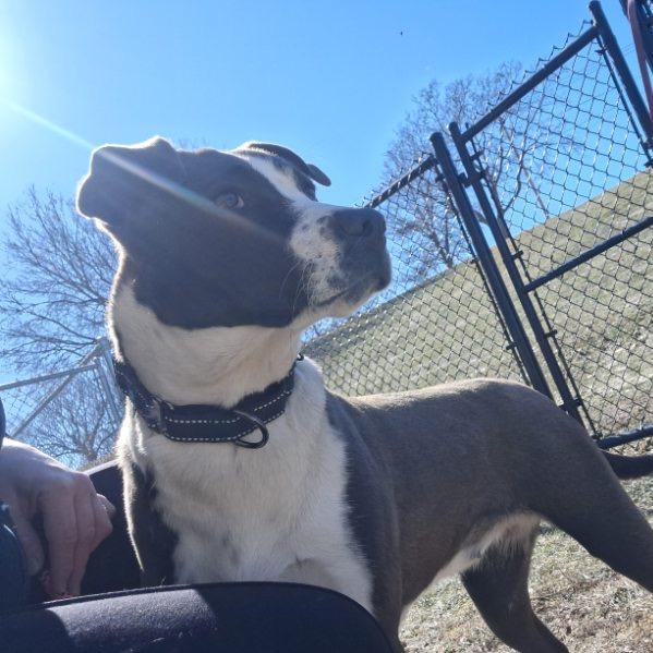 Sheila, a Adoptable mixed breed in Albert Lea, MN image 1/6