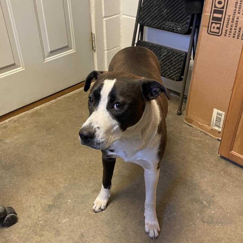Sheila, a Adoptable mixed breed in Albert Lea, MN image 2/6