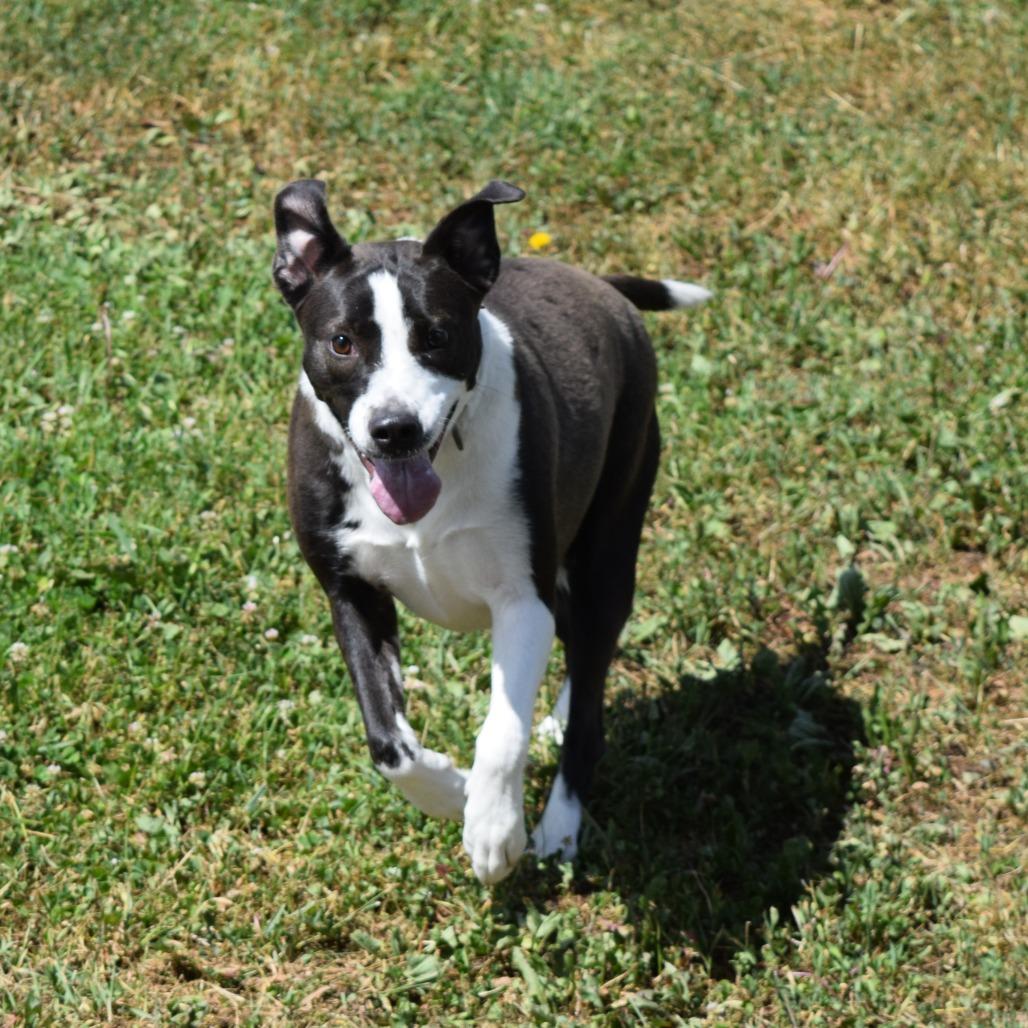 Sheila, a Adoptable mixed breed in Albert Lea, MN image 3/6