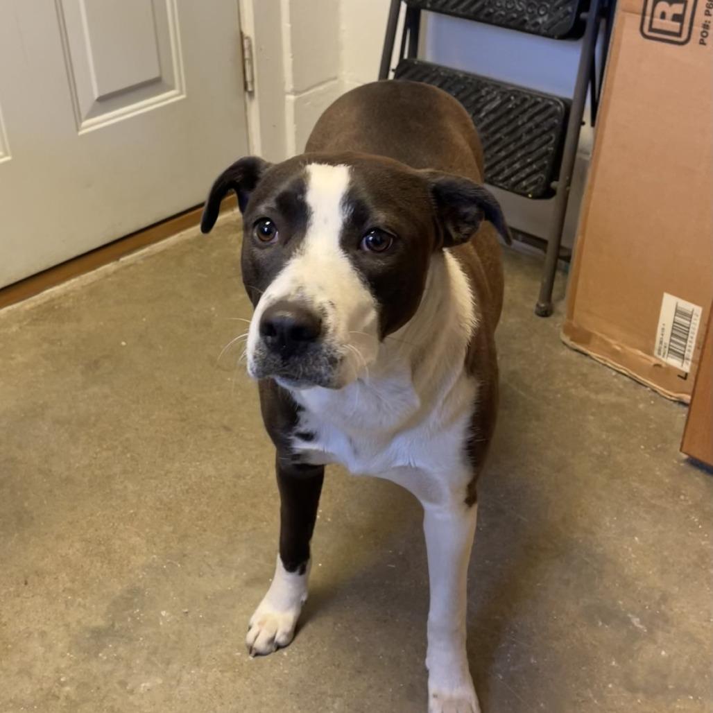 Sheila, a Adoptable mixed breed in Albert Lea, MN image 4/6