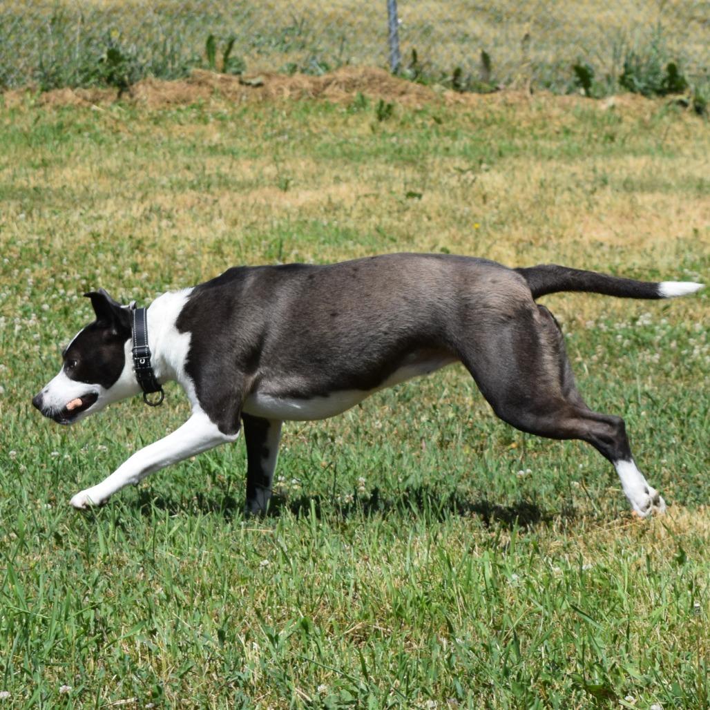 Sheila, Adoptable, Young Female Pit Bull Terrier & Cattle Dog.