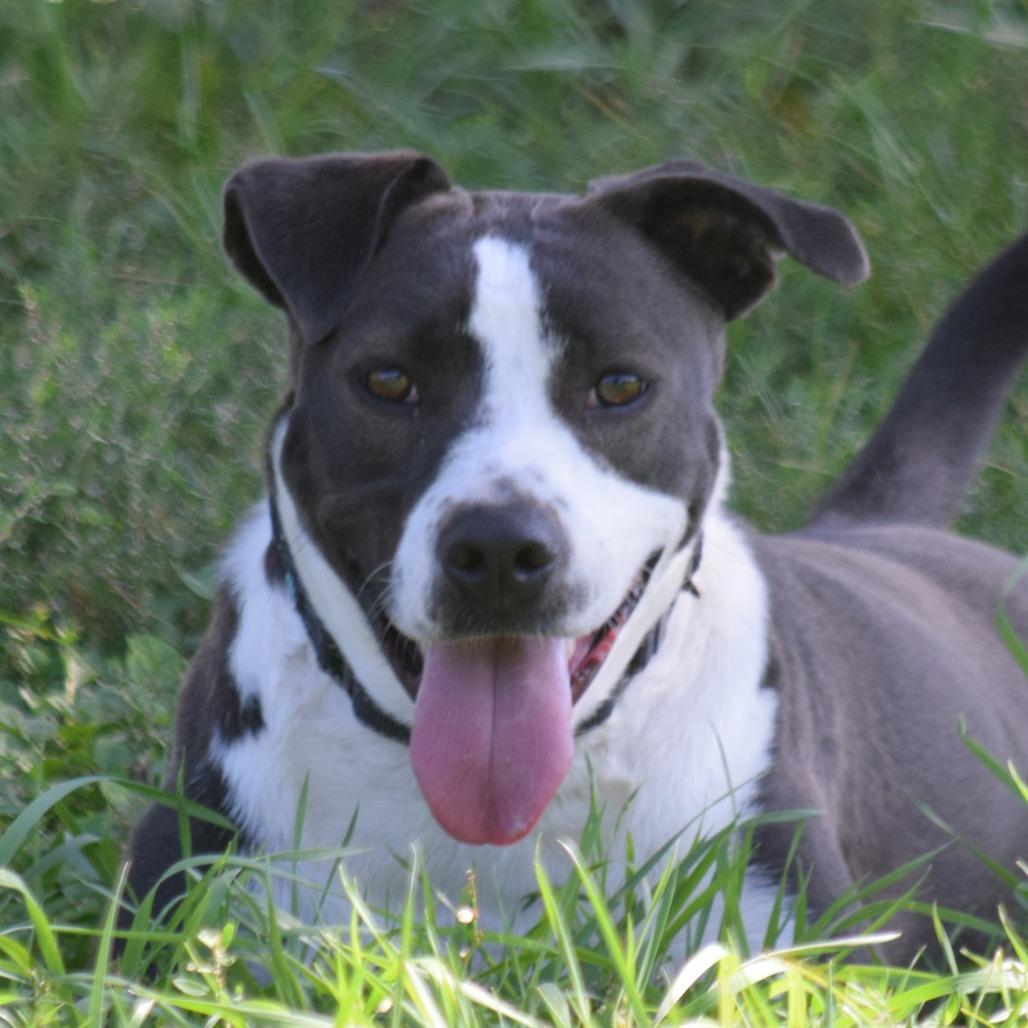 Enlarge Sheila, a Adoptable mixed breed in Albert Lea, MN image 2/5