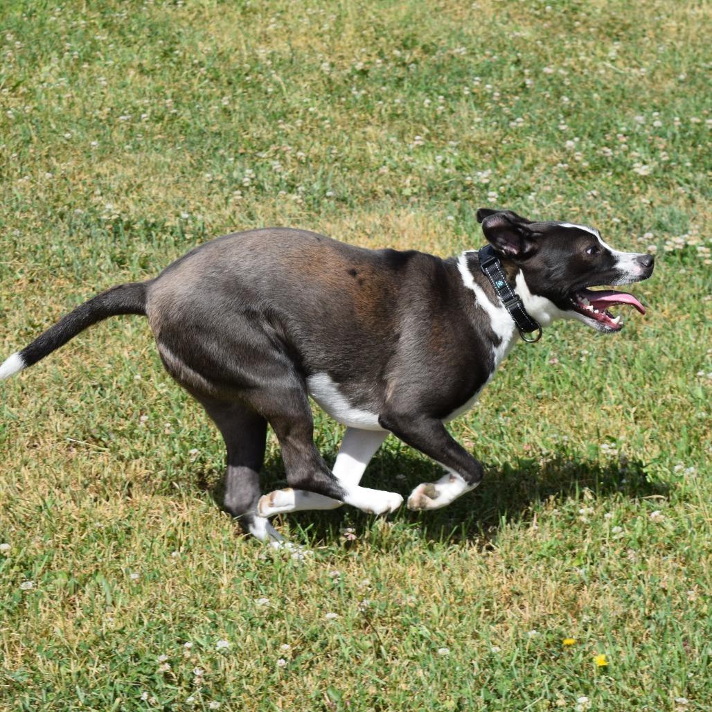 Sheila, a Adoptable mixed breed in Albert Lea, MN image 3/6