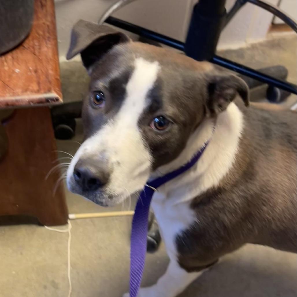 Sheila, a Adoptable mixed breed in Albert Lea, MN image 5/6