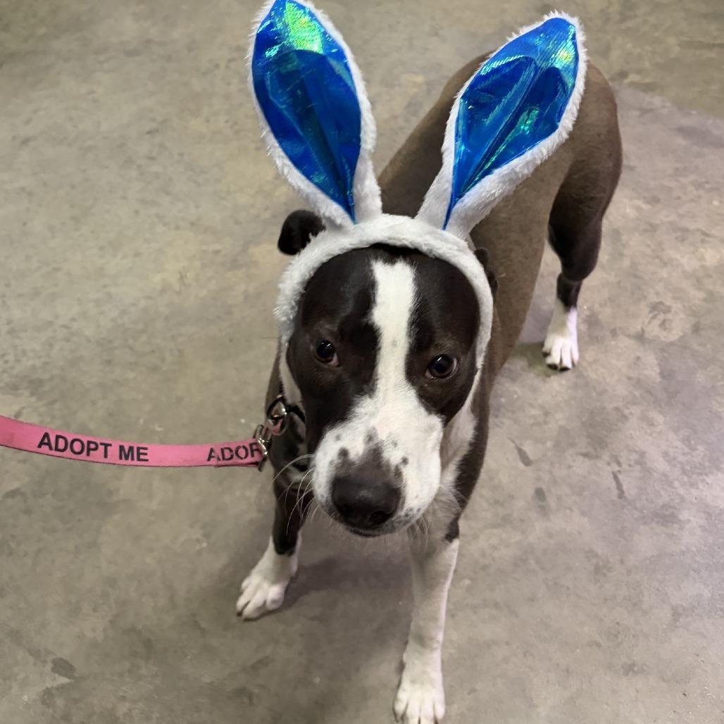 Sheila, a Adoptable mixed breed in Albert Lea, MN image 4/6