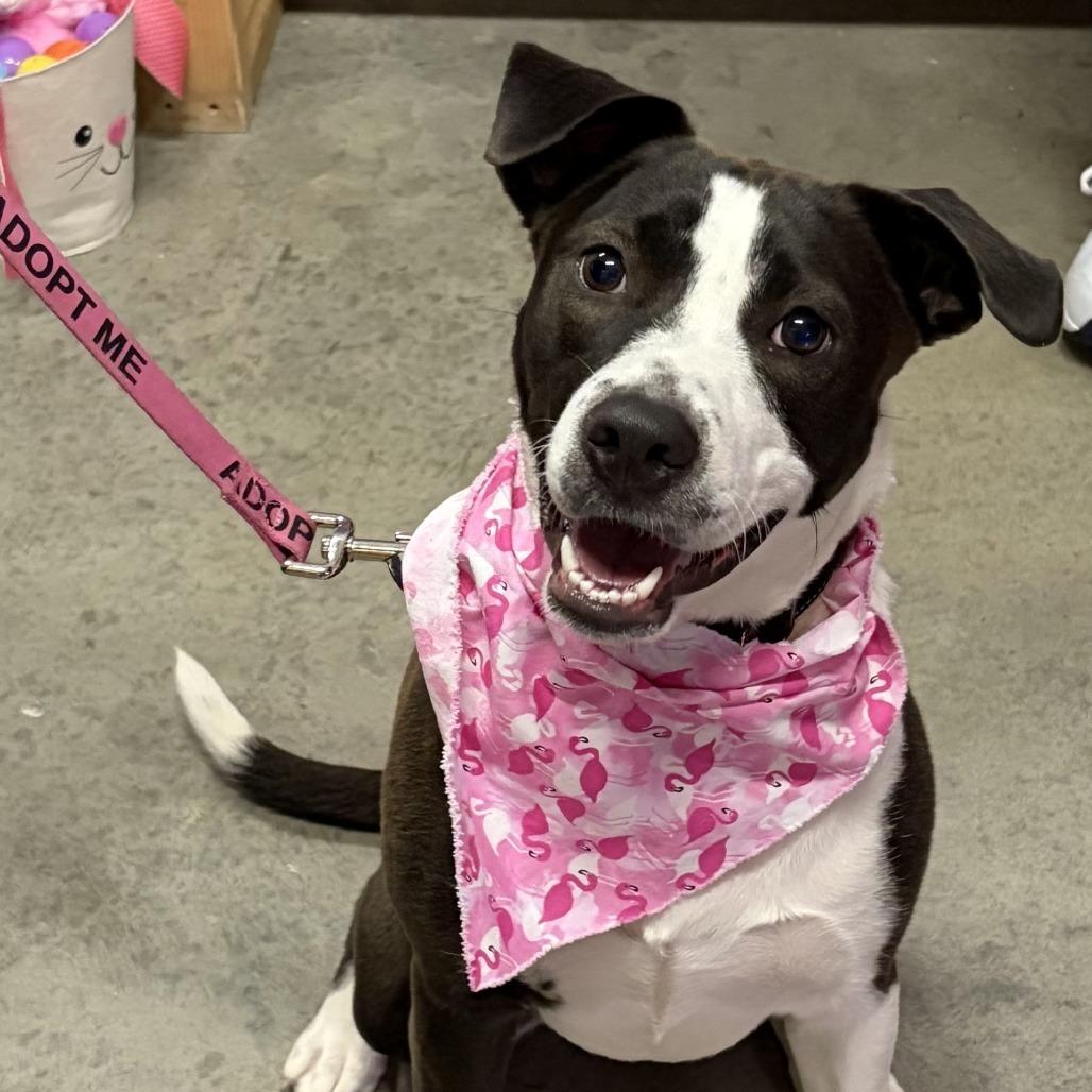 Sheila, a Adoptable mixed breed in Albert Lea, MN image 5/6