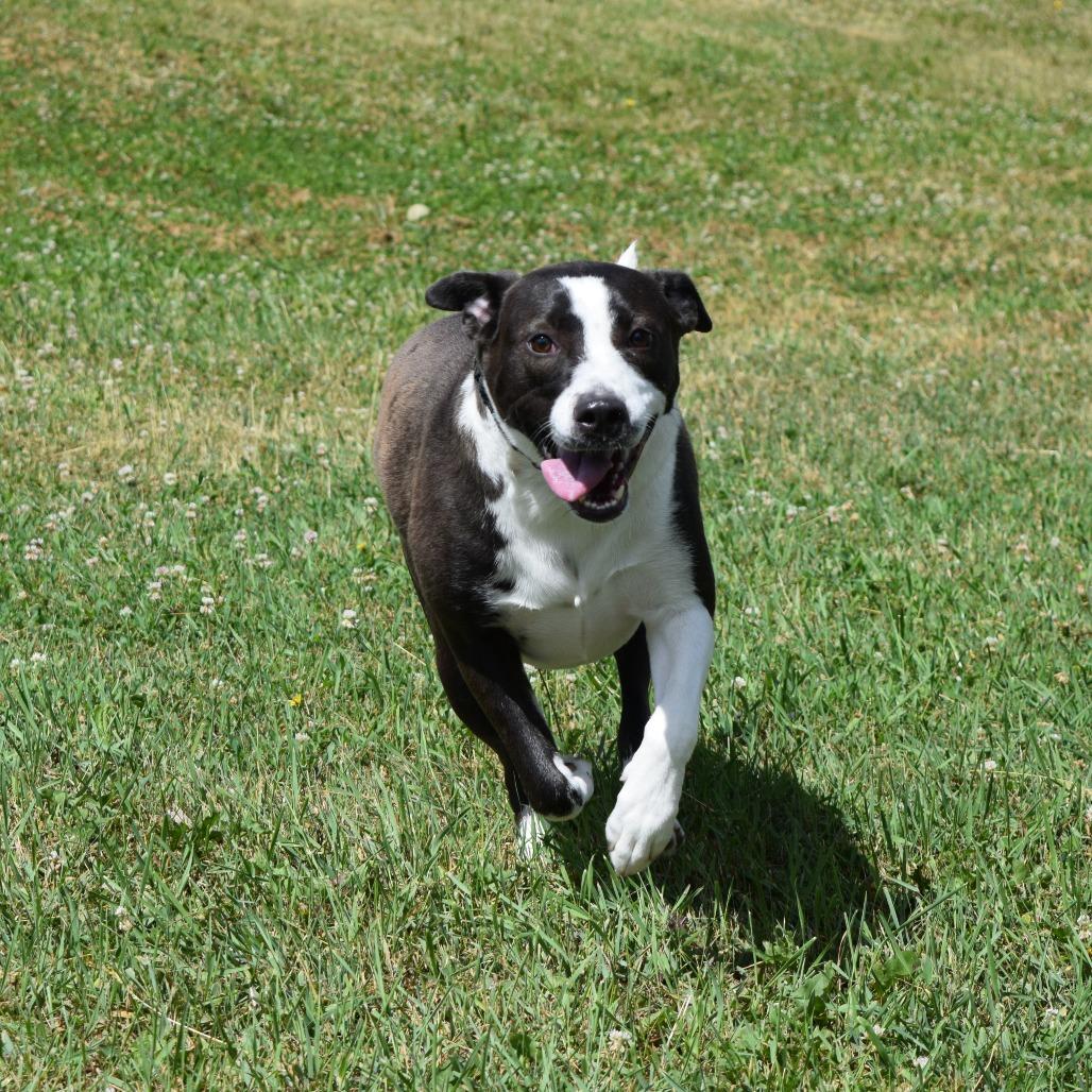 Sheila, a Adoptable mixed breed in Albert Lea, MN image 6/6