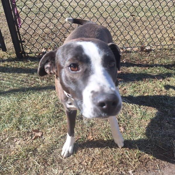 Sheila, a Adoptable mixed breed in Albert Lea, MN image 6/6