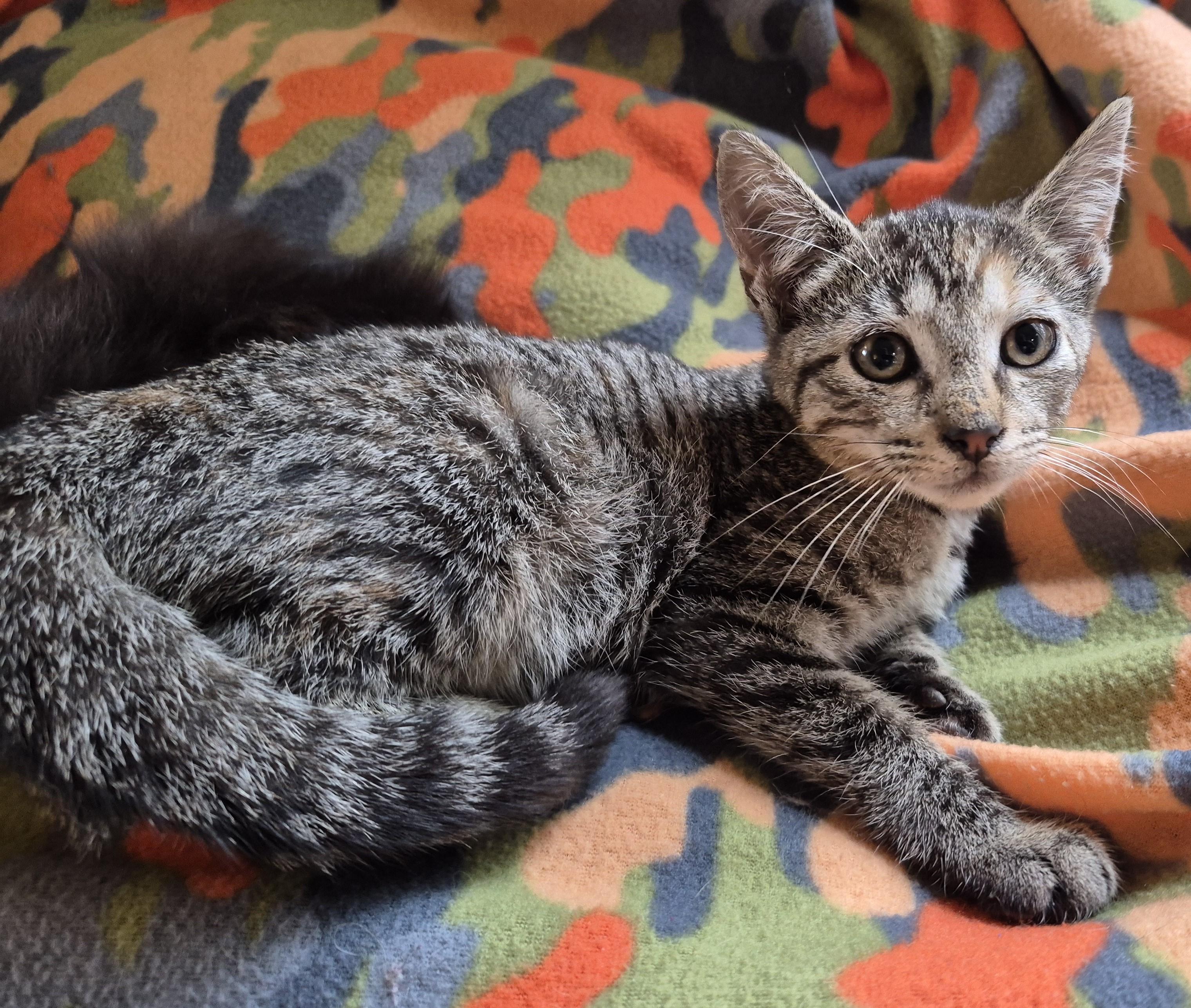 Enlarge CHUCKLES, a Adoptable Domestic Short Hair in Highland Park, NJ image 3/4