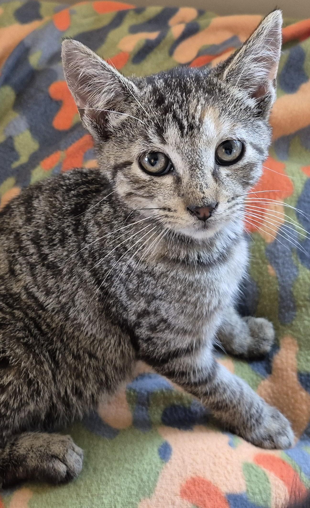 Enlarge CHUCKLES, a Adoptable Domestic Short Hair in Highland Park, NJ image 2/4