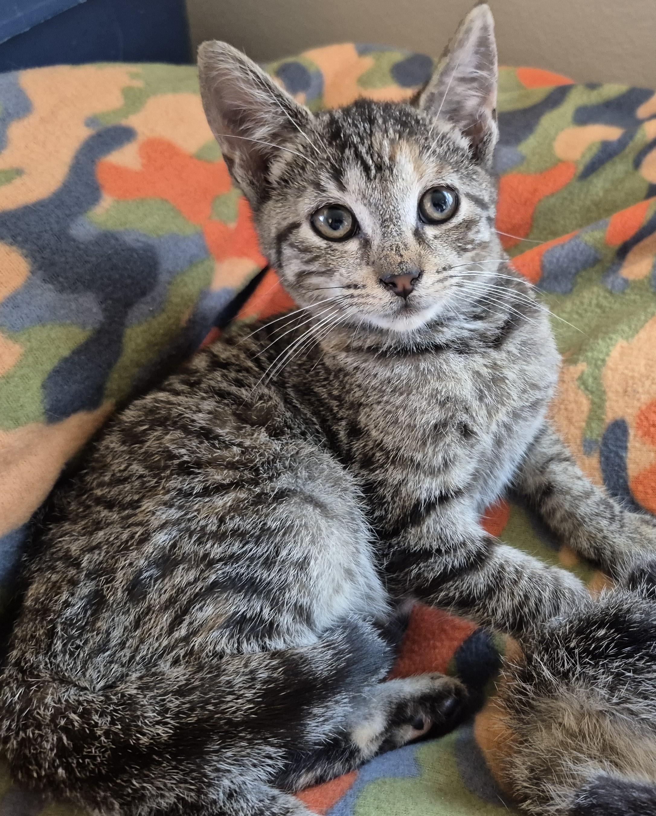 CHUCKLES, Adoptable, Kitten Male Domestic Short Hair.