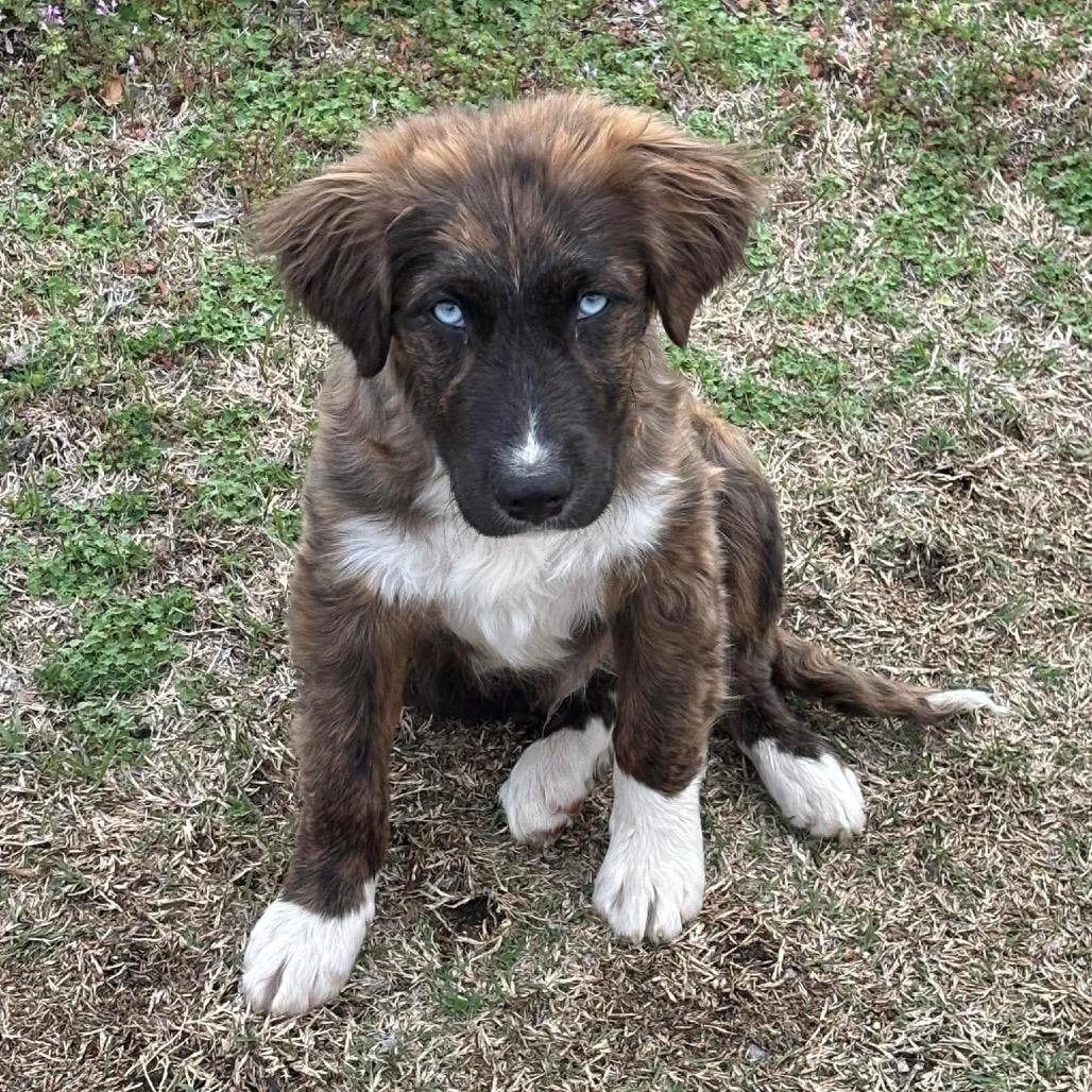 Cote, Adoptable, Puppy Male Mixed Breed.