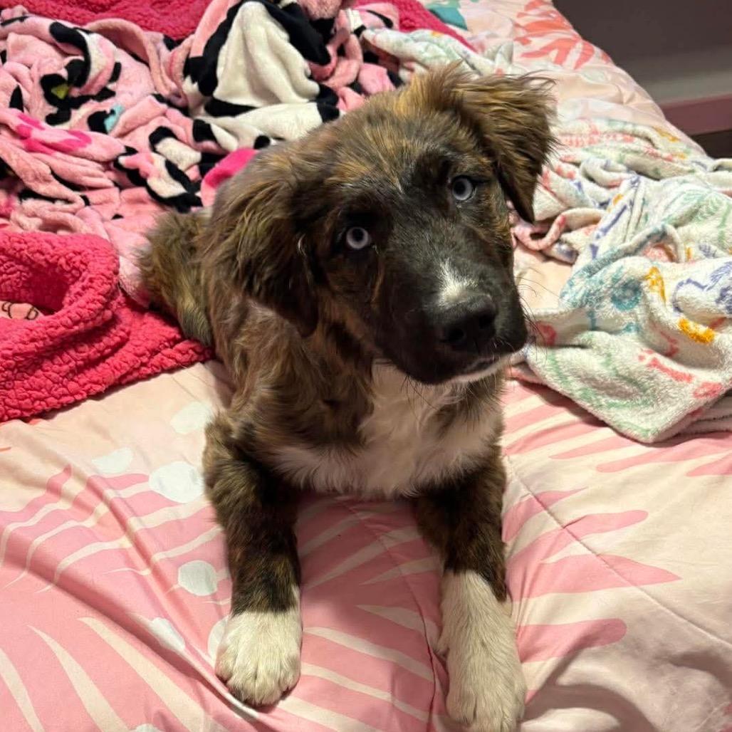 Enlarge Cote, a Adoptable Mixed Breed in Oxford, ME image 2/4