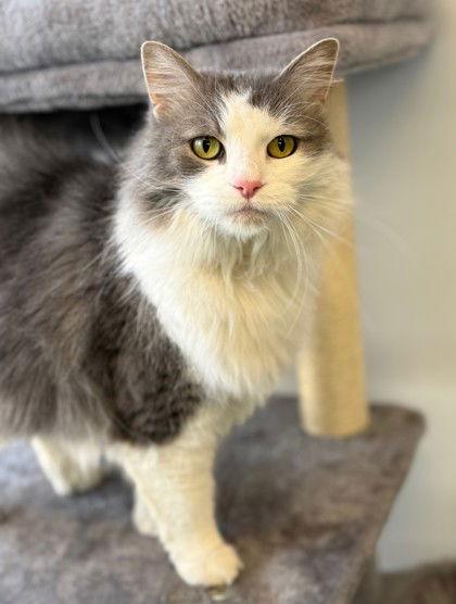 Enlarge Monet, a Adoptable Domestic Long Hair in Midland, VA image 1/1