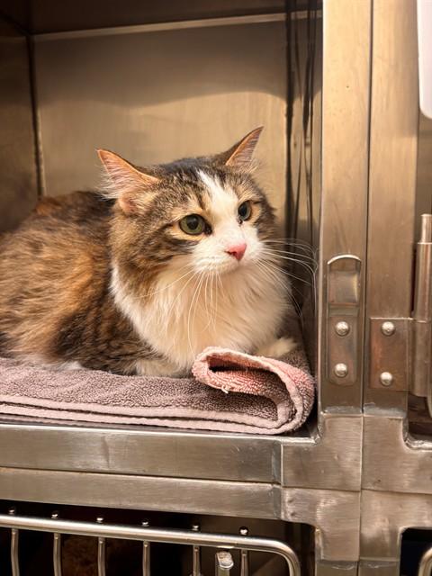 Enlarge WILLOW, a Adoptable Domestic Long Hair in Lees Summit, MO image 1/1