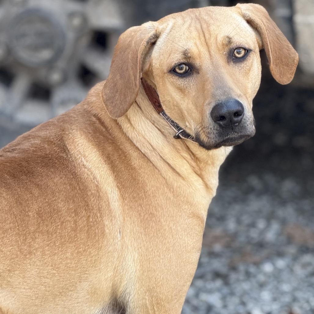 Josie, Adoptable, Young Female Mountain Cur.