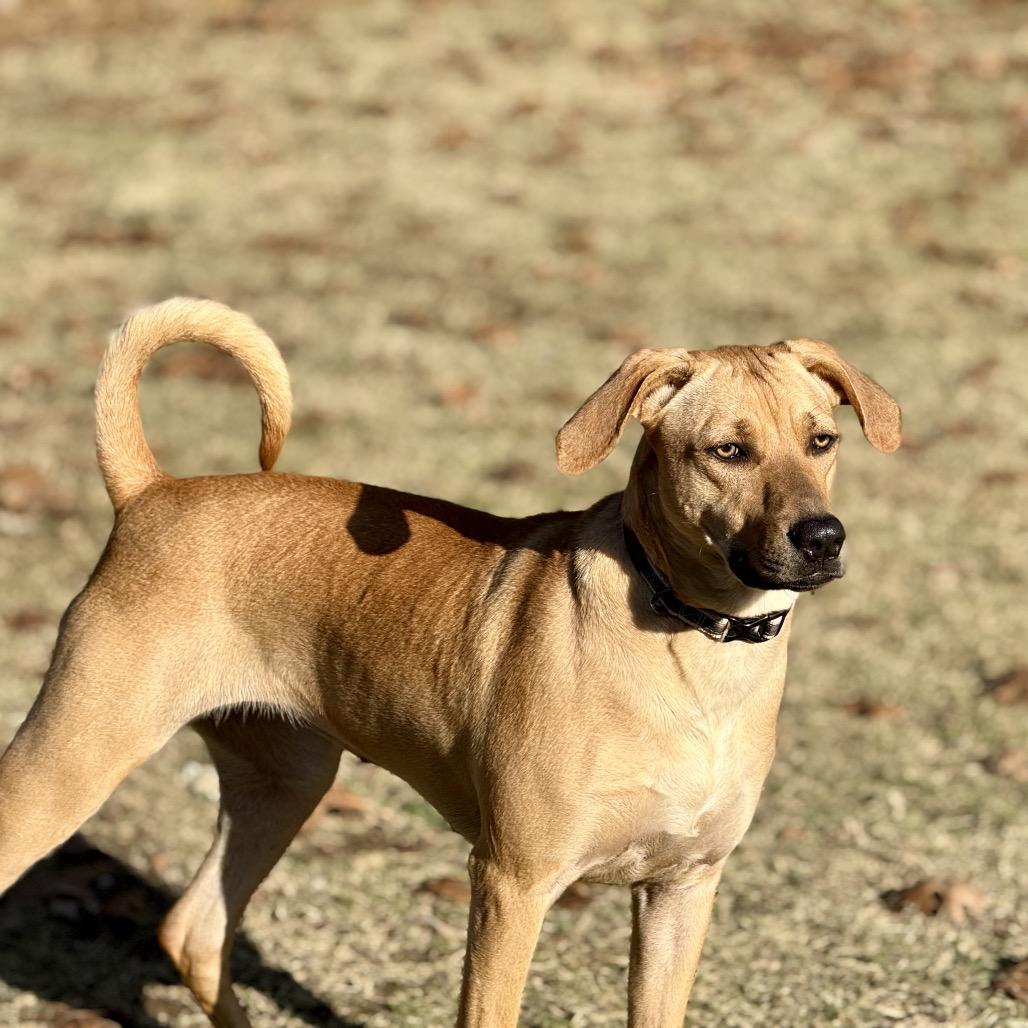 Enlarge Josie, a Adoptable Mountain Cur in Huntsville, AL image 2/6