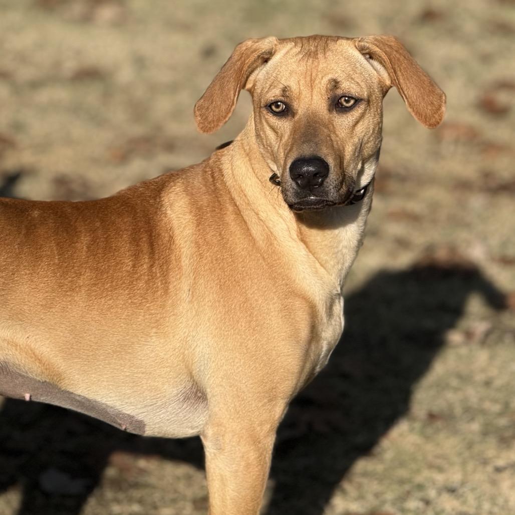 Josie, Adoptable, Young Female Mountain Cur.