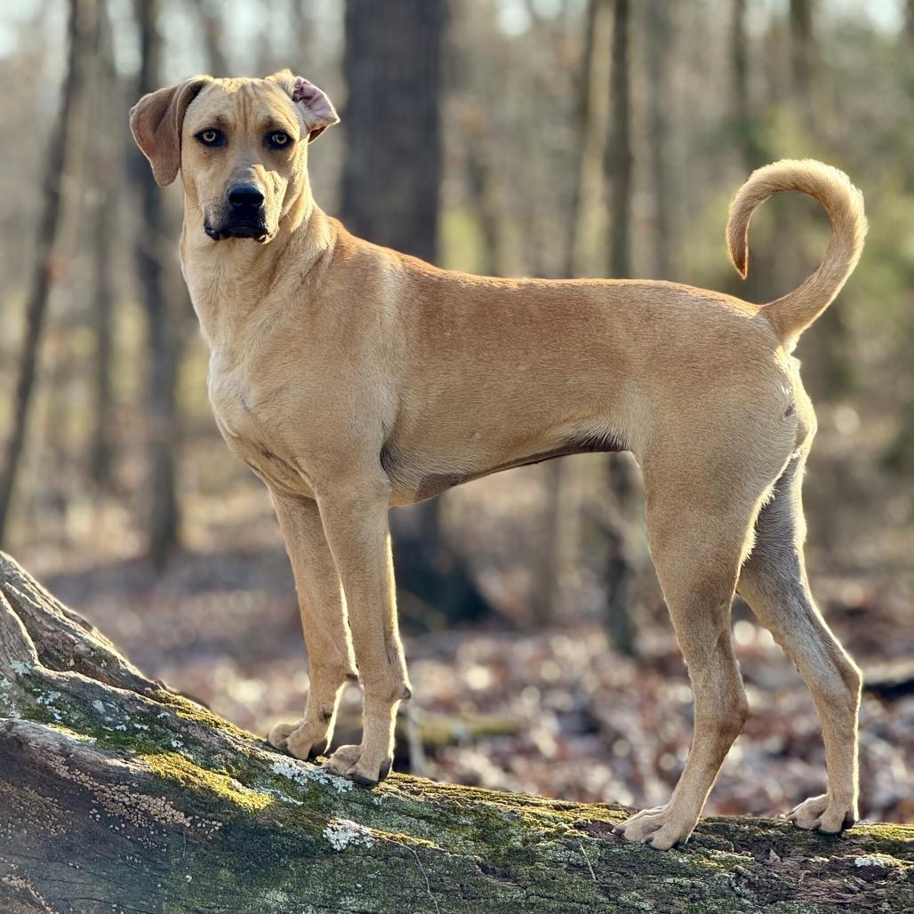 Enlarge Josie, a Adoptable Mountain Cur in Huntsville, AL image 4/6