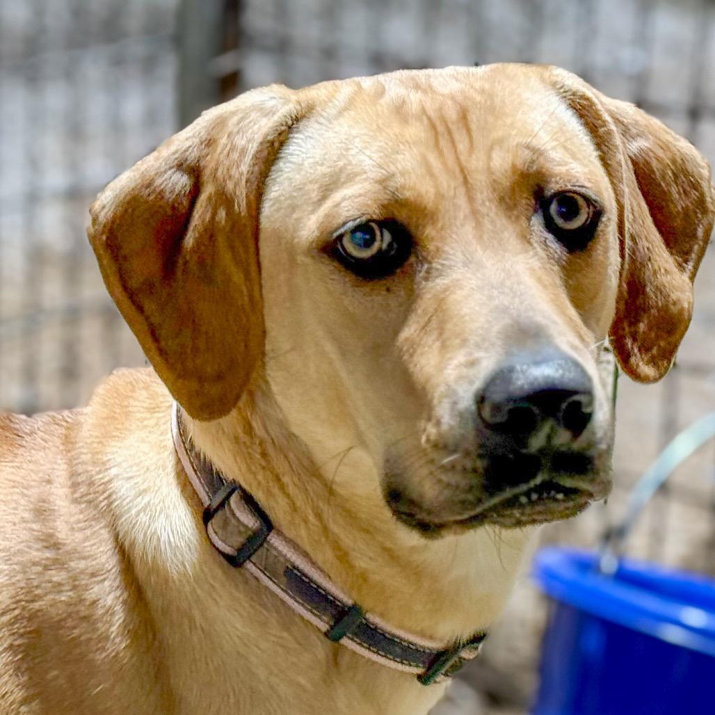 Enlarge Josie, a Adoptable Mountain Cur in Huntsville, AL image 5/6