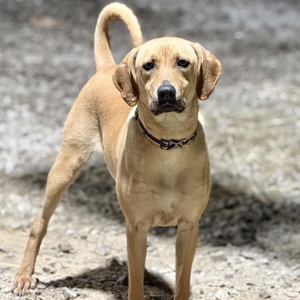 Enlarge Josie, a Adoptable Mountain Cur in Huntsville, AL image 6/6