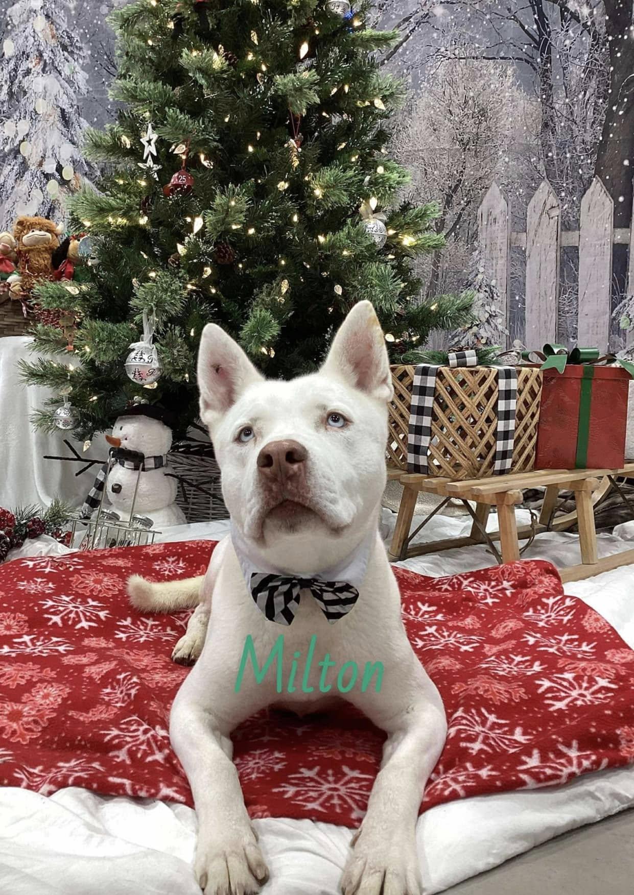 Milton, a Adoptable mixed breed in West Richland, WA image 1/2