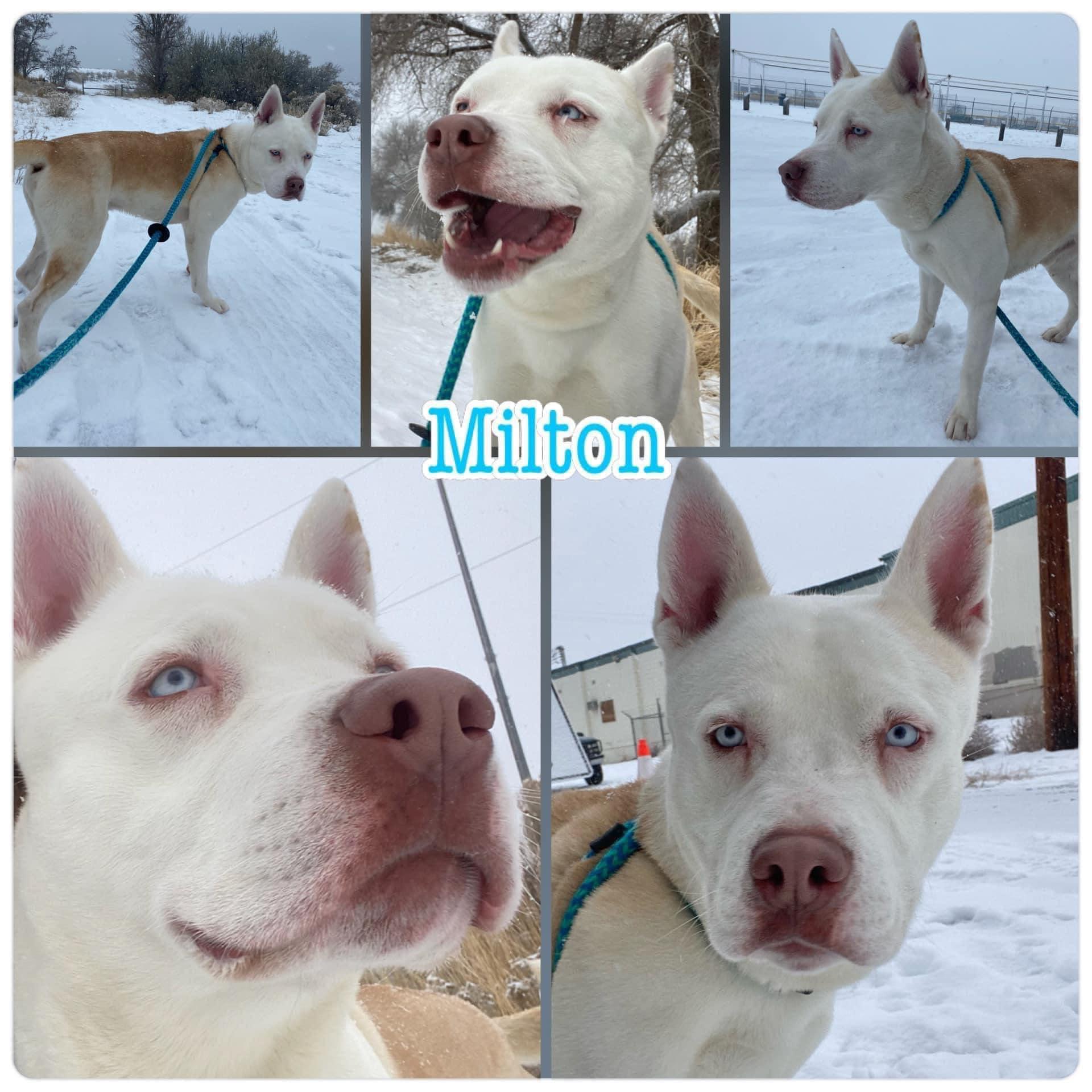 Milton, a Adoptable mixed breed in West Richland, WA image 2/2