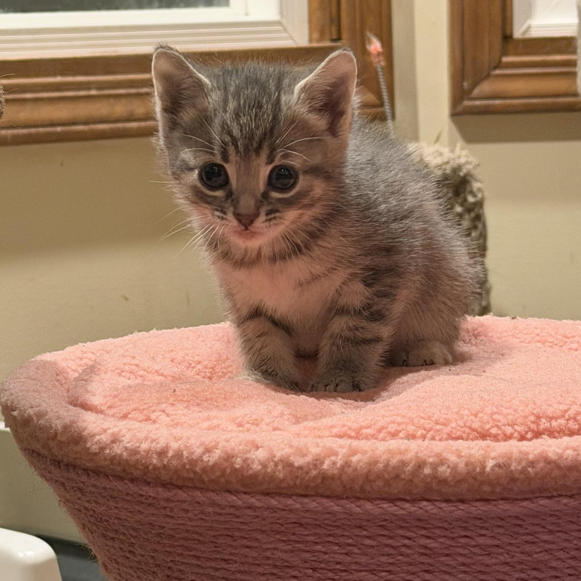 Enlarge Wanda, an adopted Domestic Short Hair in Williamsville, NY image 1/1
