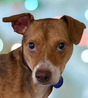 Piper, Adoptable, Young Female Mixed Breed.