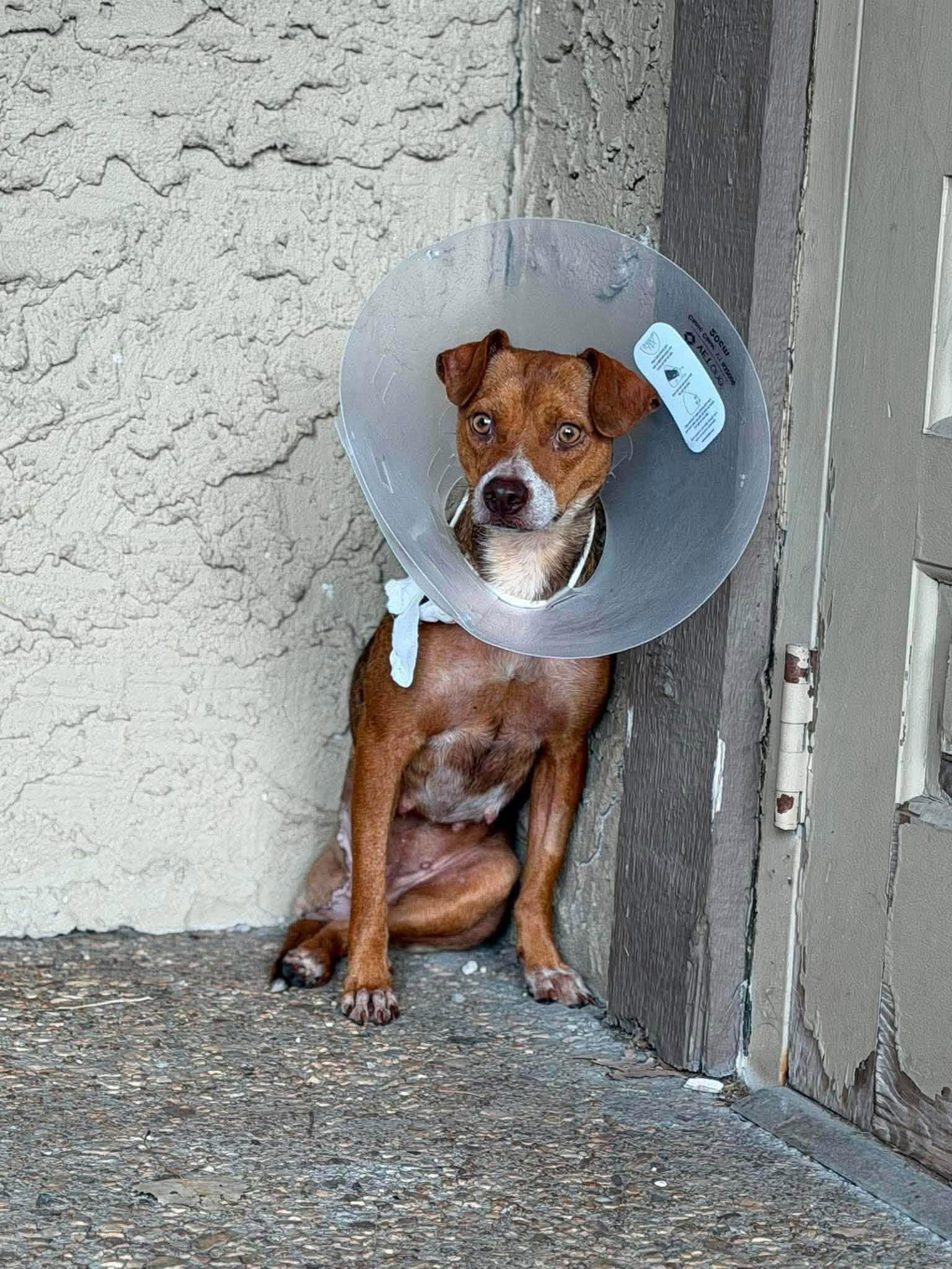 Enlarge Piper, a Adoptable Mixed Breed in Schaumburg, IL image 2/5
