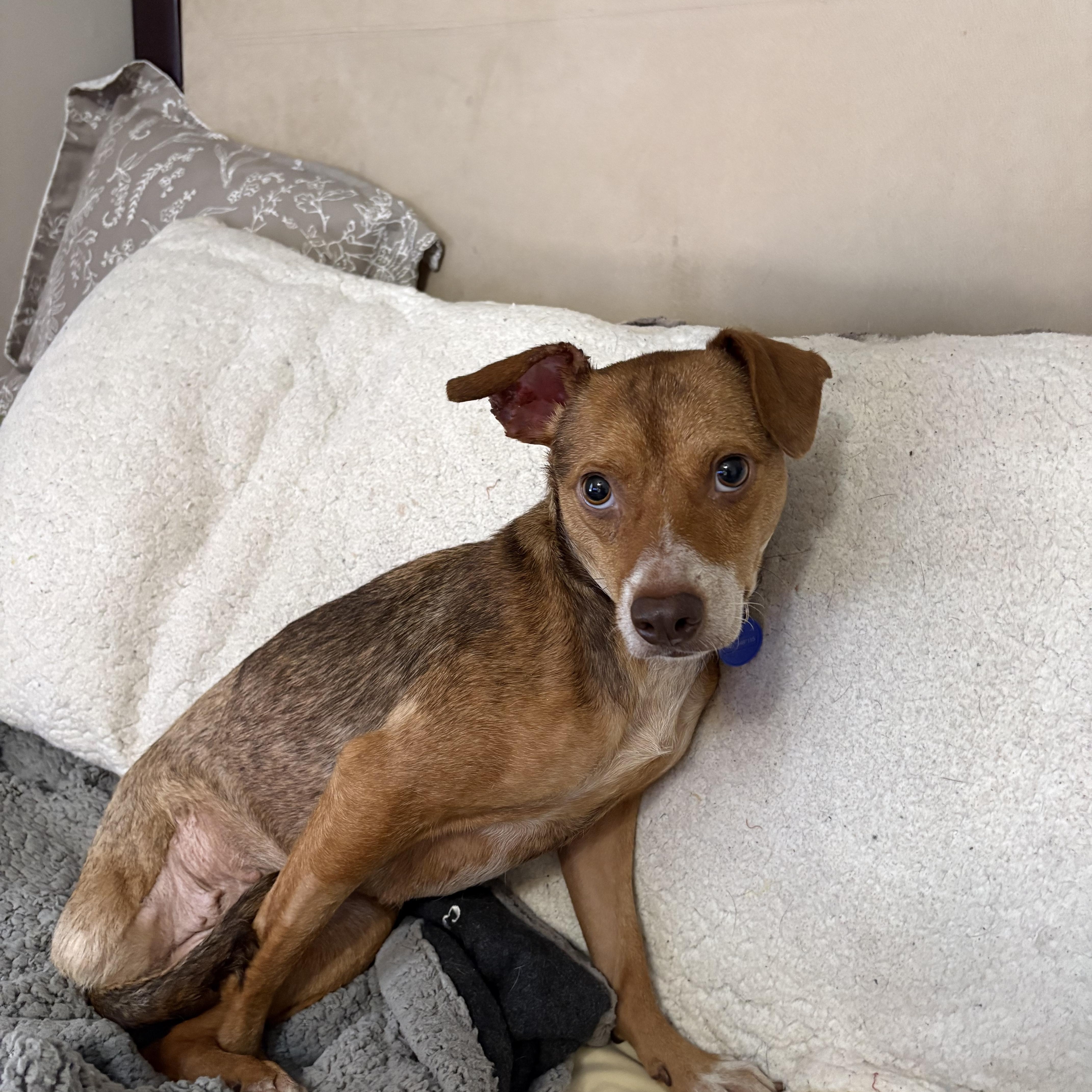 Enlarge Piper, a Adoptable Mixed Breed in Schaumburg, IL image 3/5