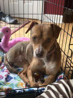 Enlarge Piper, a Adoptable Mixed Breed in Schaumburg, IL image 5/5