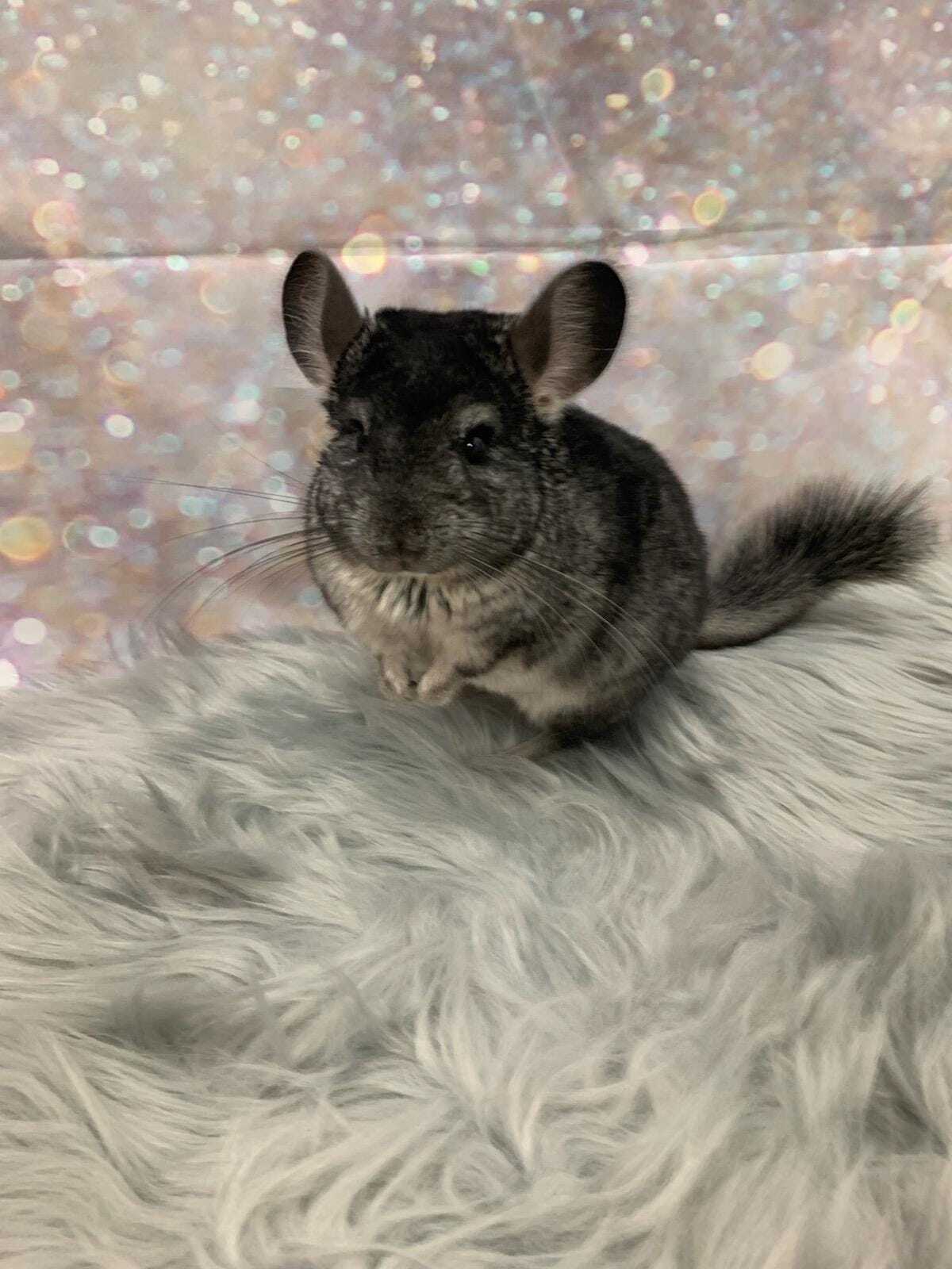 Leif, an adopted Chinchilla in Montclair, CA image 1/2