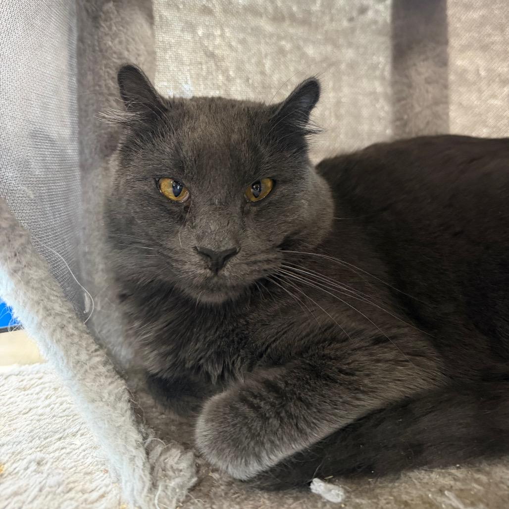 Wilder, Adoptable, Young Male Domestic Short Hair.