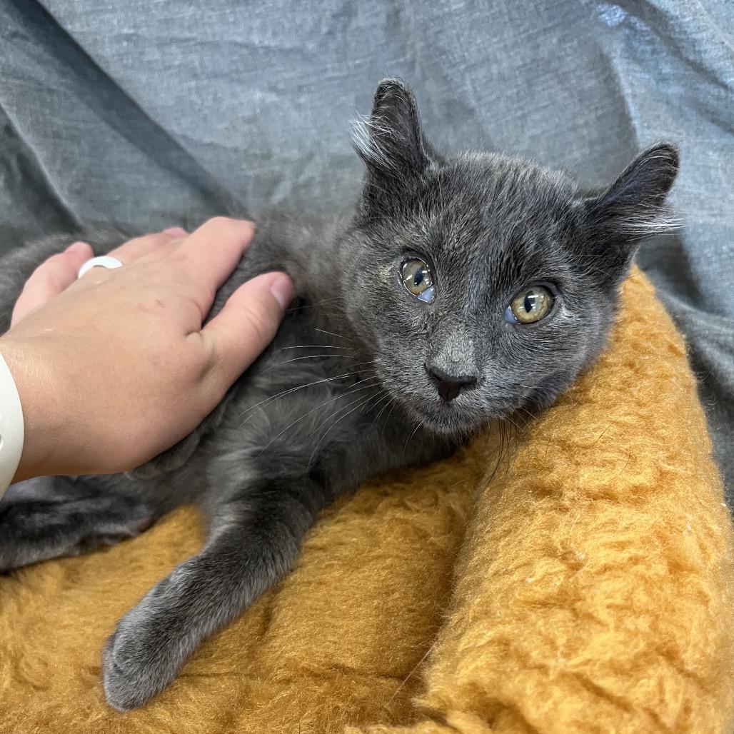 Wilder, a Adoptable Domestic Short Hair in Spanish Fork, UT image 3/3